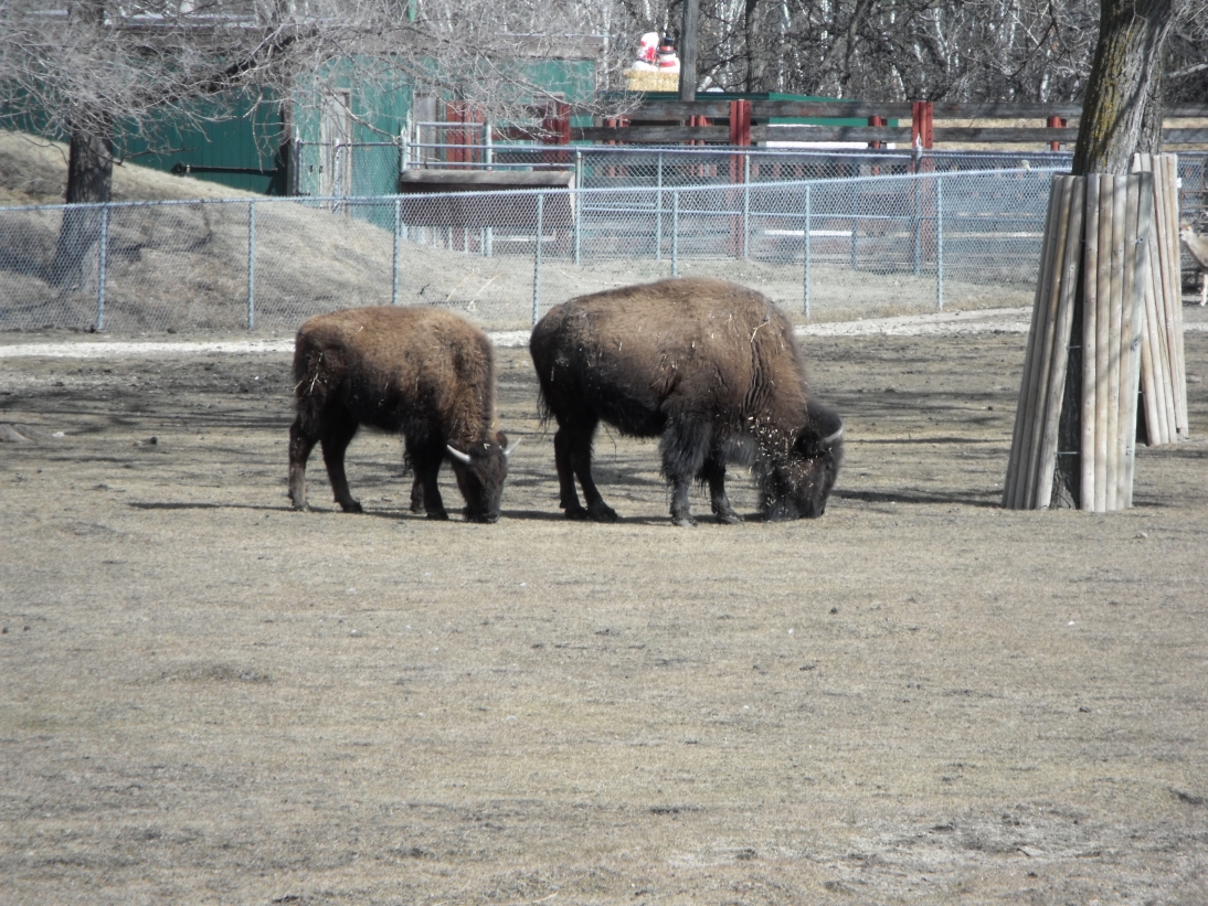 Assiniboine Park ZOO - bizony