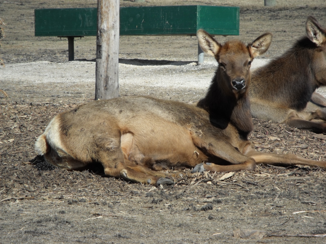 Assiniboine Park ZOO - jelenie Wapiti